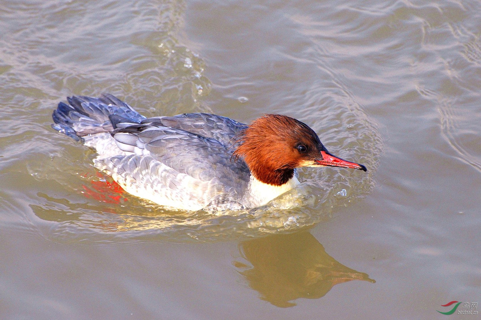 秋沙美眉恋暖江