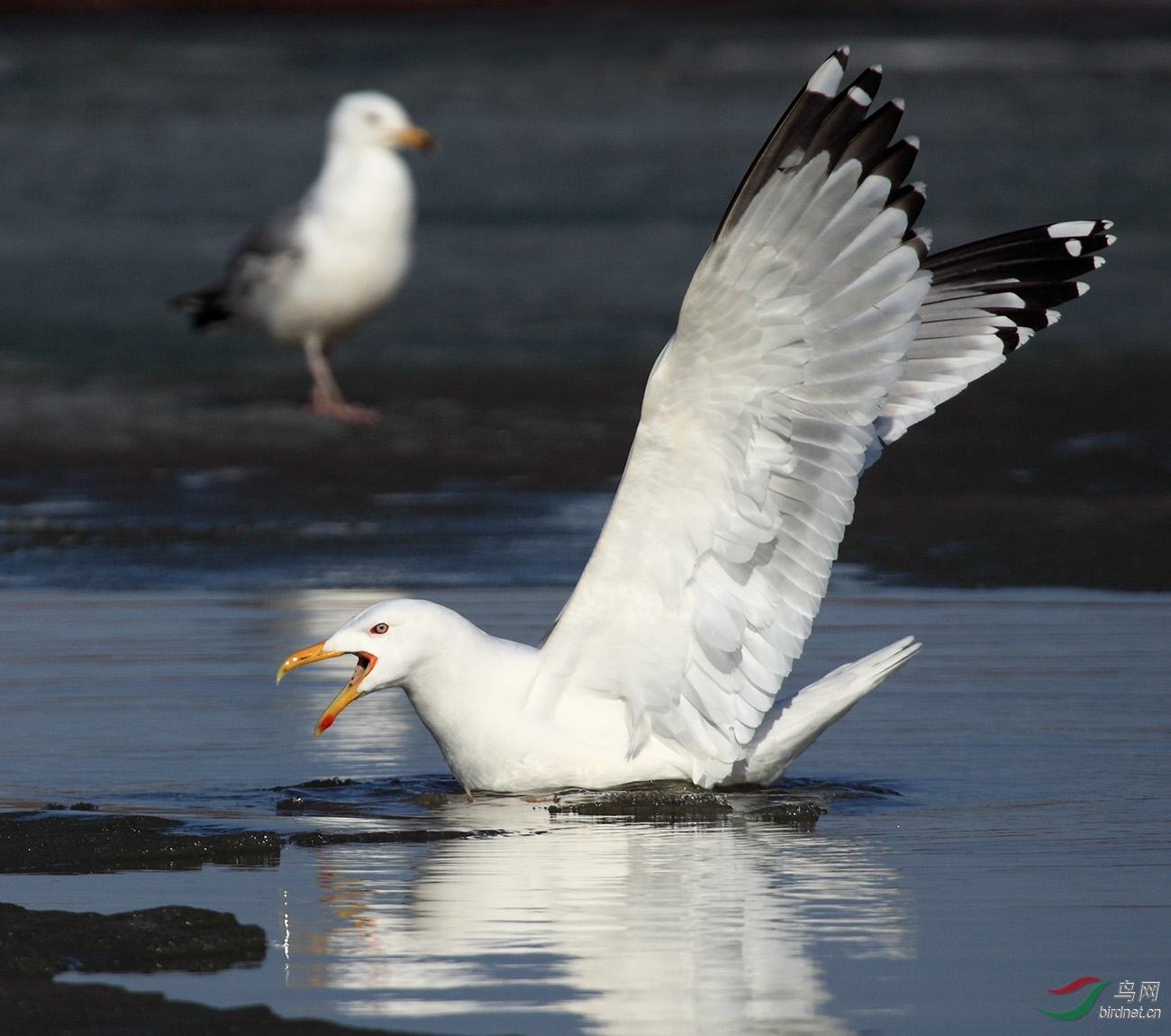 兴凯湖黄脚银鸥