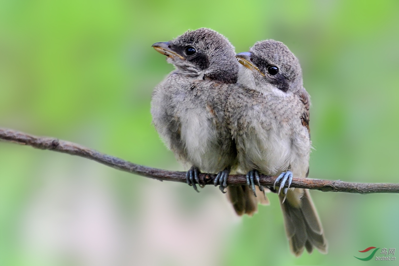 红尾伯劳幼仔 - 吉林版 jilin 鸟网