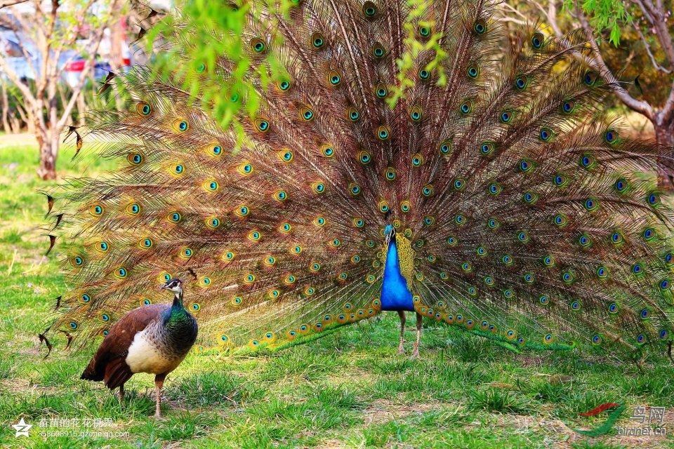 求爱的孔雀