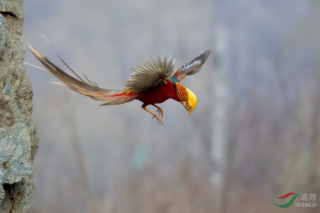 飛翔的鳳凰