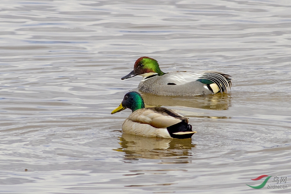 两种鸭