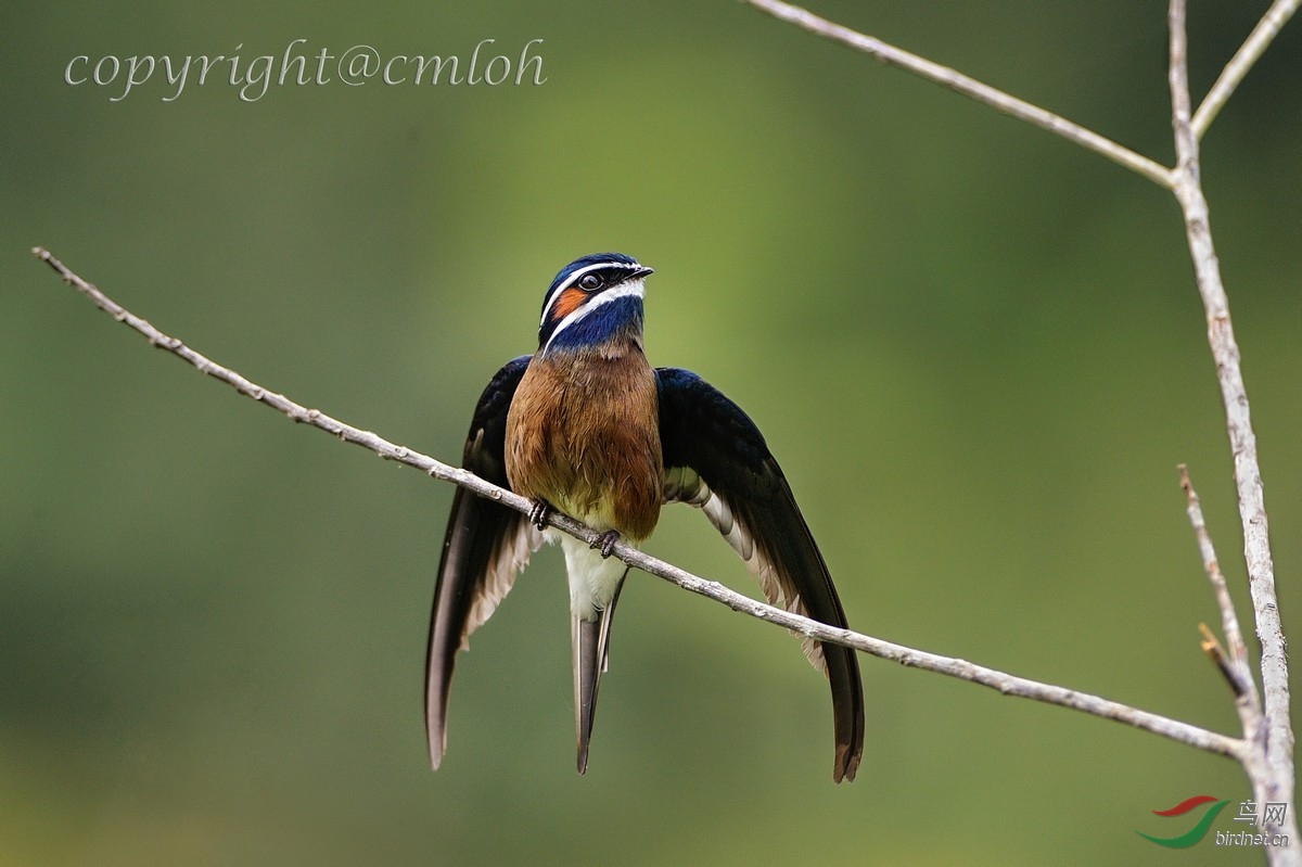 小须凤头雨燕whiskeredtreeswift