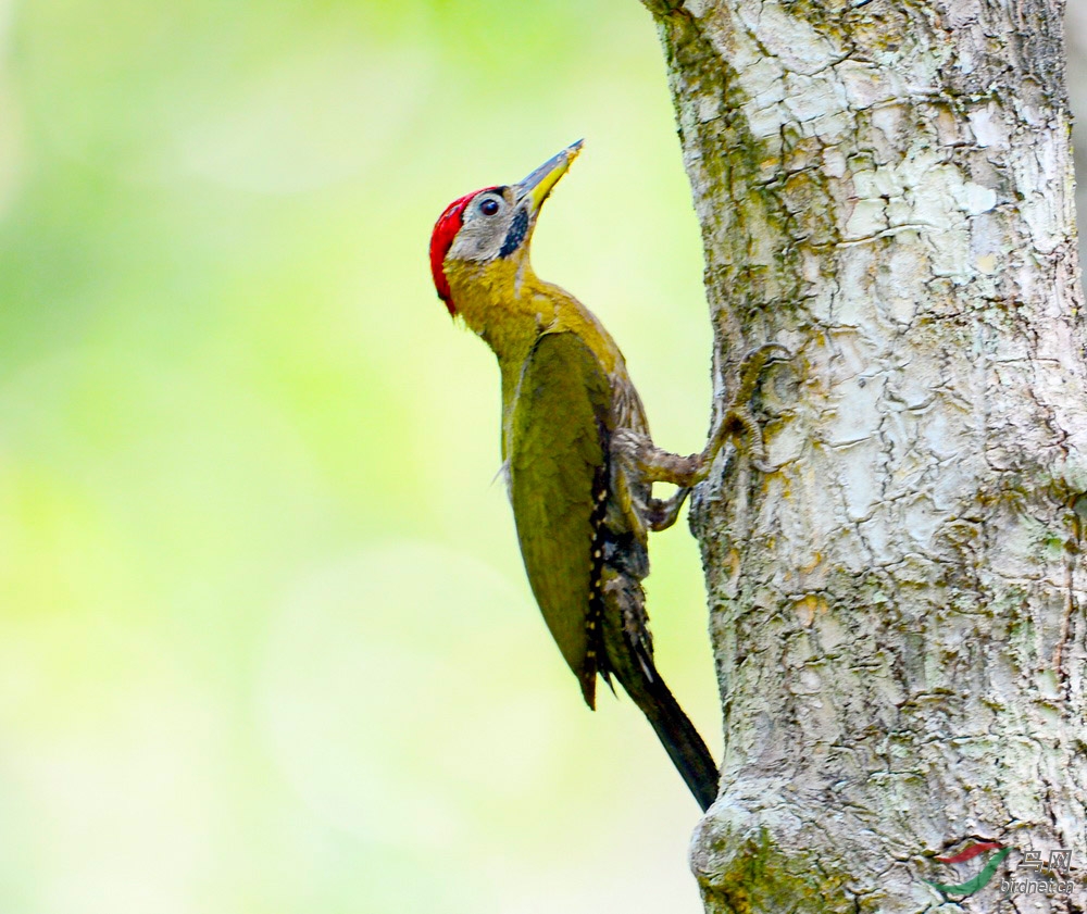 花腹绿啄木鸟
