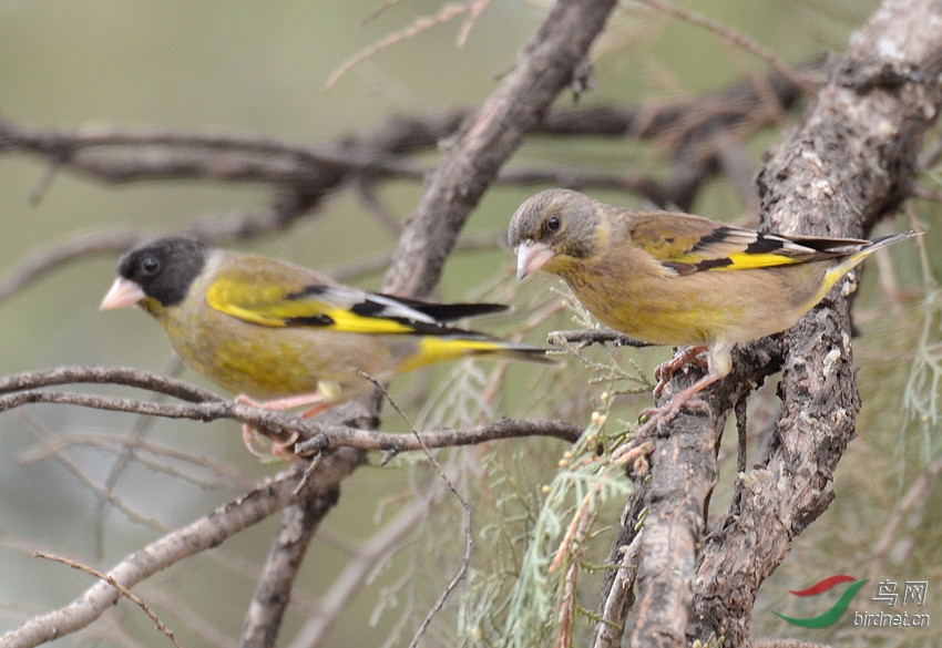 黑头金翅雀雌雄
