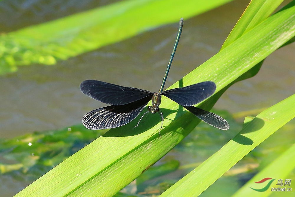 美丽的黑色蟌 《俗名:黑锅底》