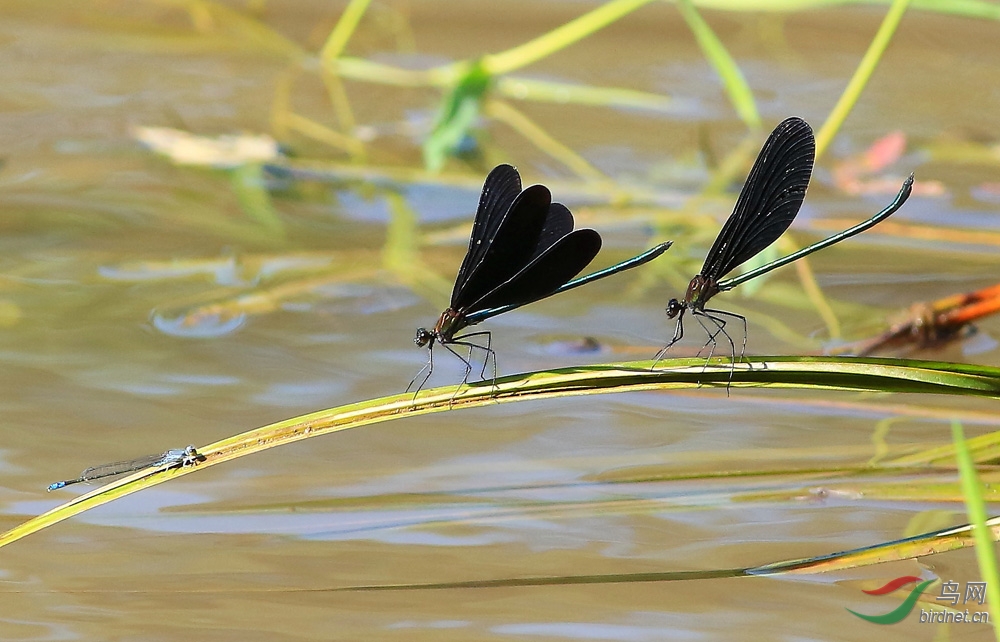 美丽的黑色蟌 《俗名:黑锅底》