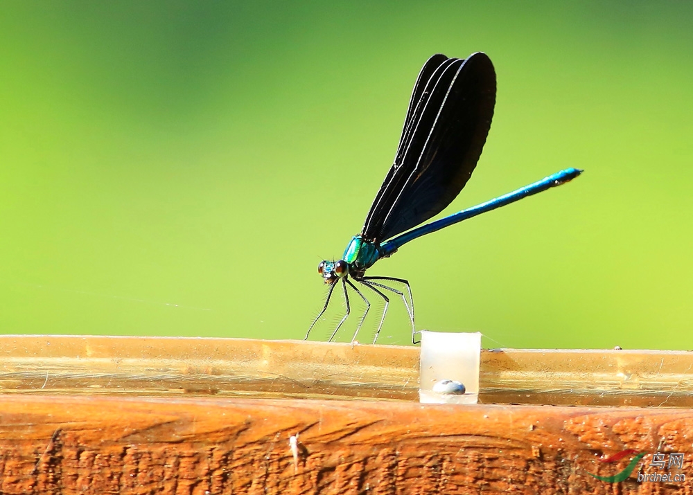 美丽的黑色蟌 《俗名:黑锅底》