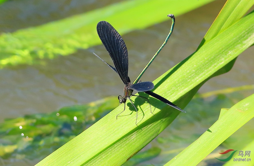 美丽的黑色蟌 《俗名:黑锅底》