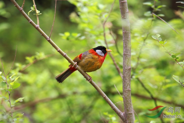 鸣叫的银耳相思鸟