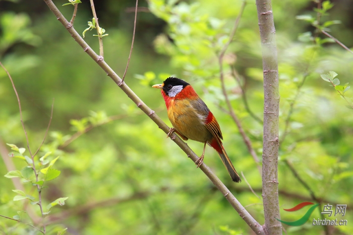 鸣叫的银耳相思鸟