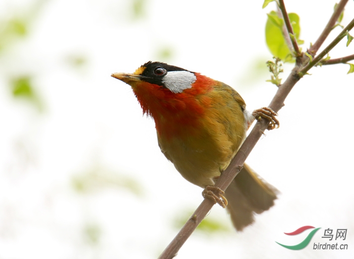 鸣叫的银耳相思鸟