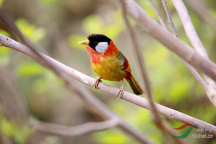 鸣叫的银耳相思鸟
