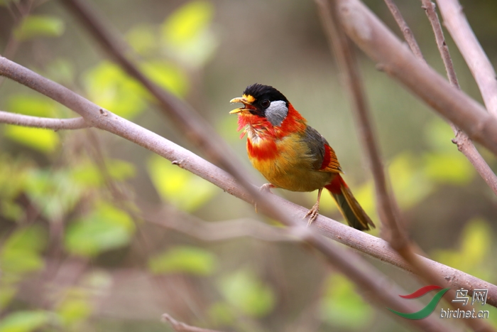 鸣叫的银耳相思鸟
