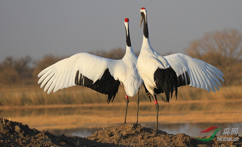 向海丹顶鹤的爱情海