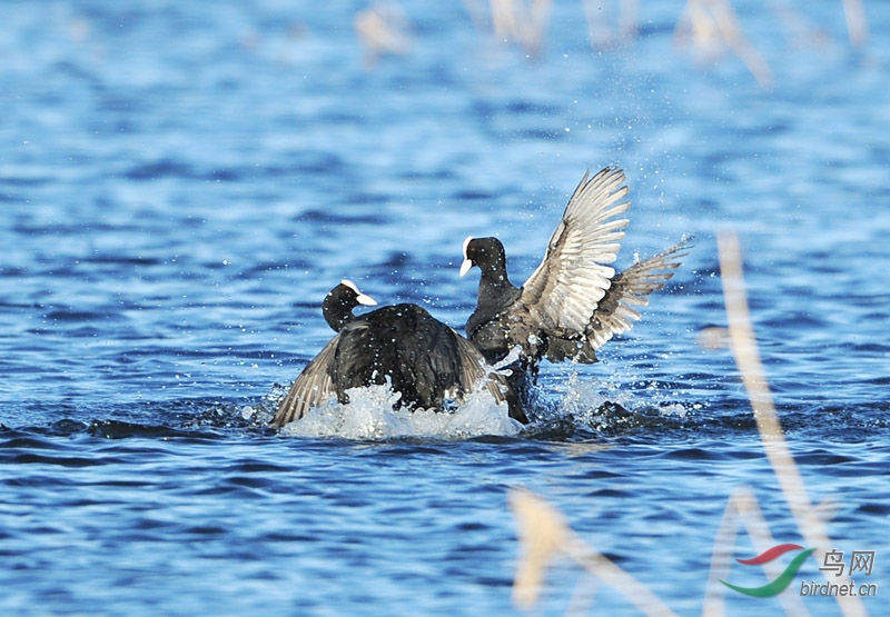 DSC_4161�ڶ�2.jpg