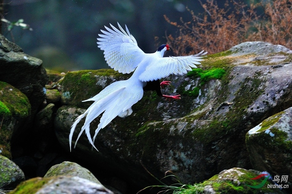 古田山的鳳凰展翅