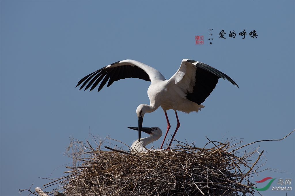 东方白鹳爱的呼唤