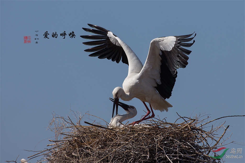 東方白鸛愛的呼喚