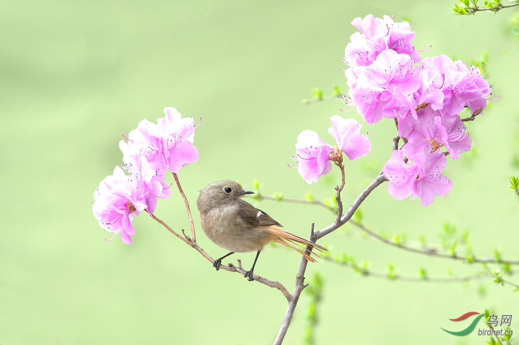 花鳥圖 春天裡