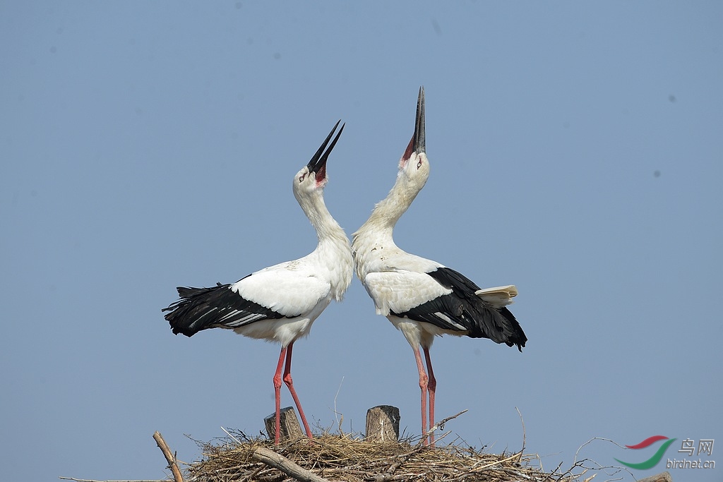 东方白鹳筑巢,交尾,育雏全过程(拍摄于林甸)