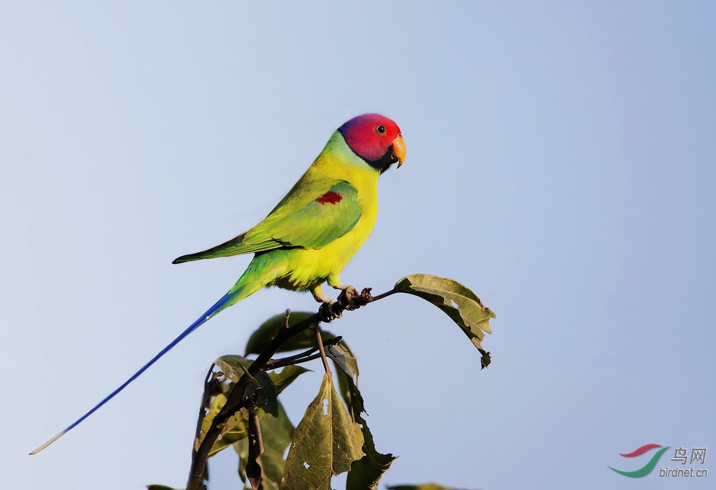 花头鹦鹉> - 贵州版 guizhou 鸟网