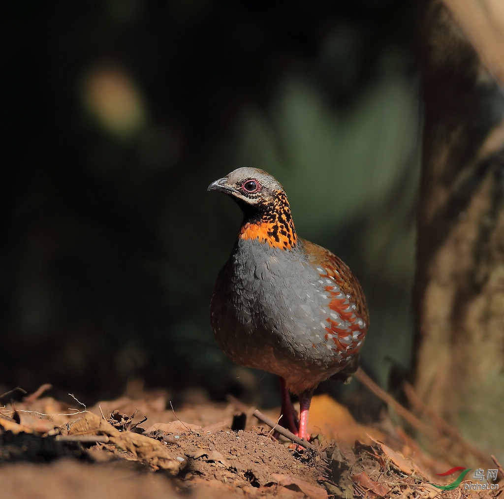 红喉山鹧鸪红喉山鹧鸪