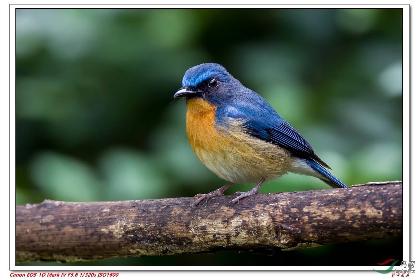 最近拍的一组鸟图:白眉姬鹟,红喉姬鹟,白腹姬鹟,灰山椒,小仙鹟