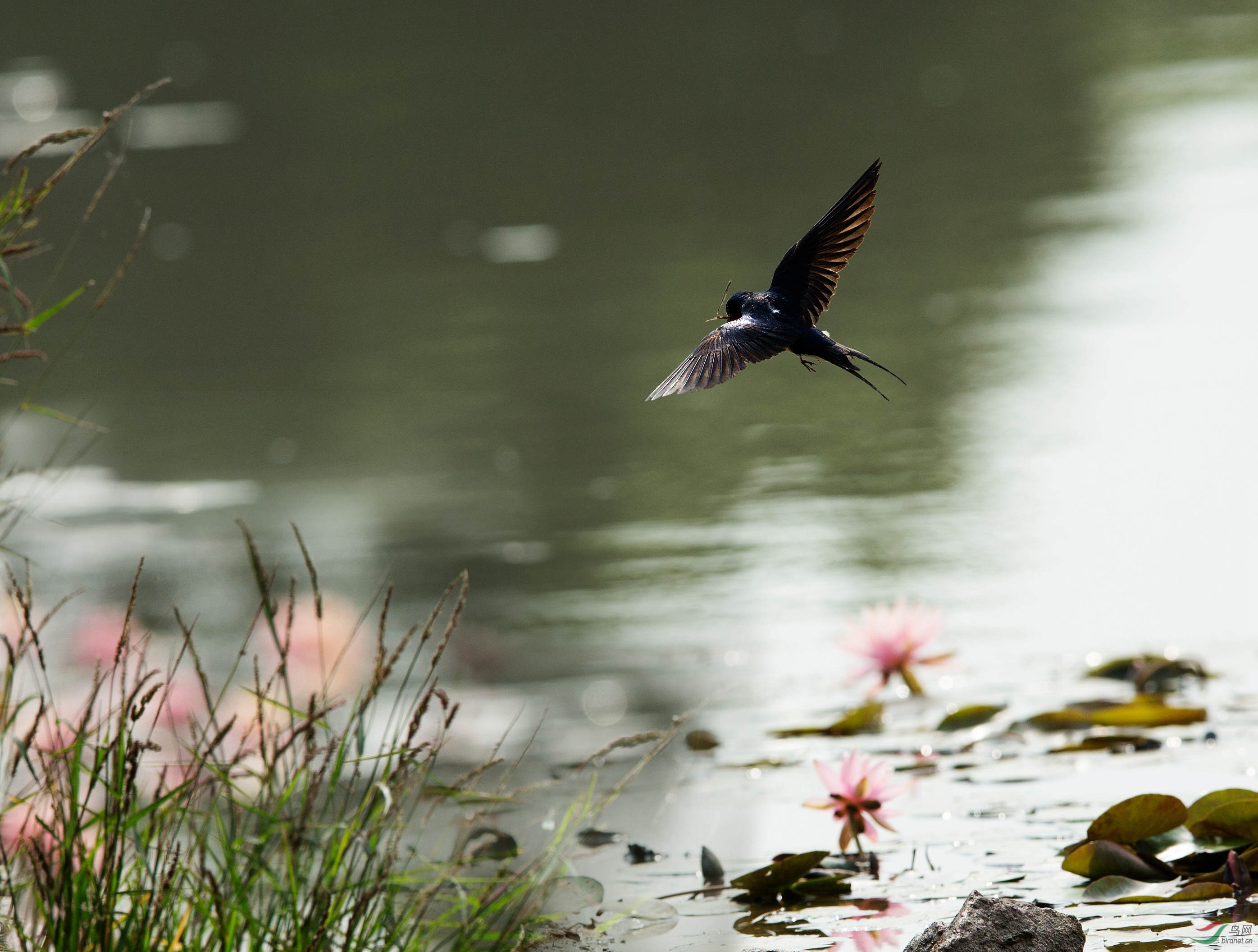 春天里燕子的爱情童话故事