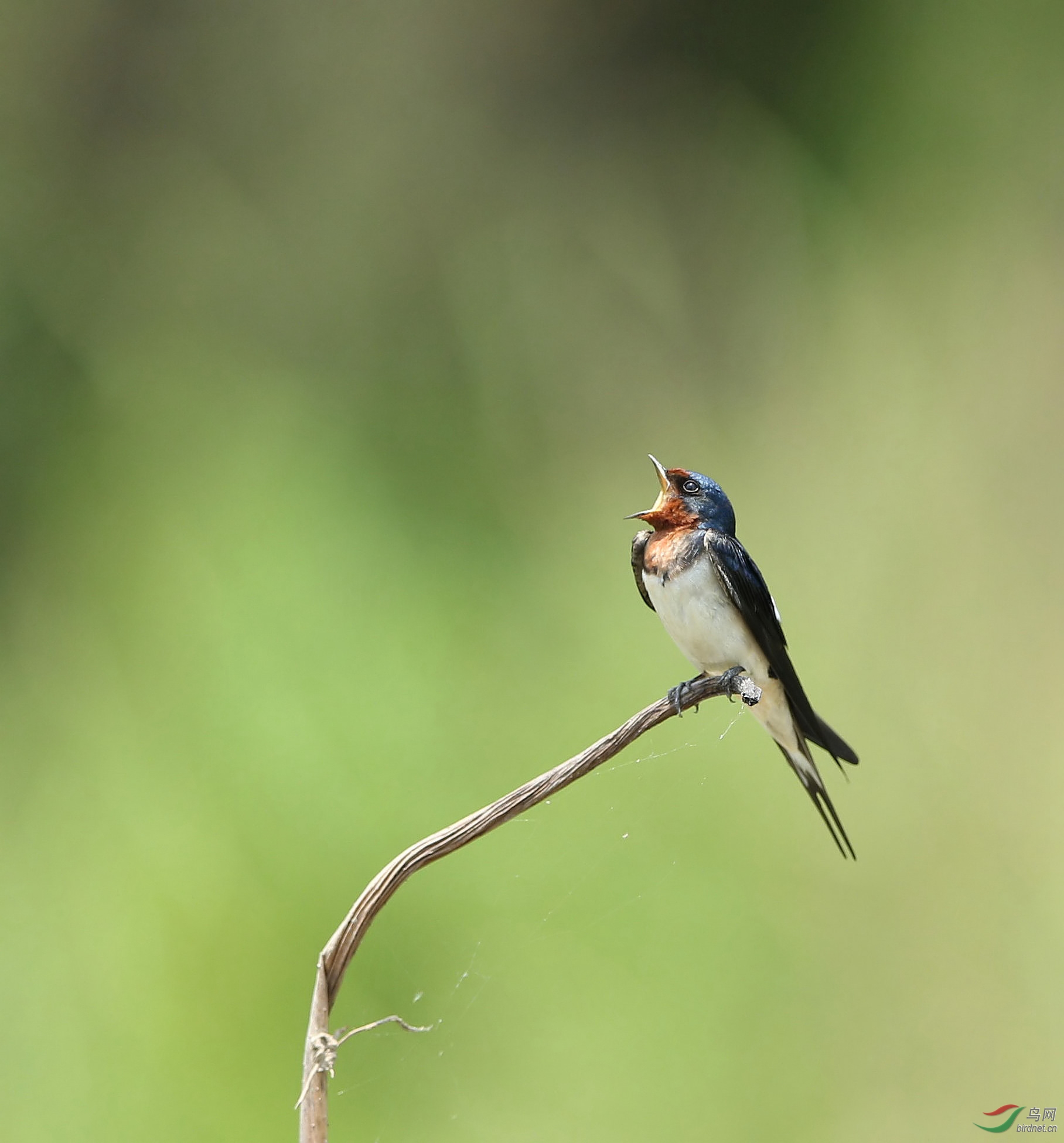 春天里燕子的爱情童话故事