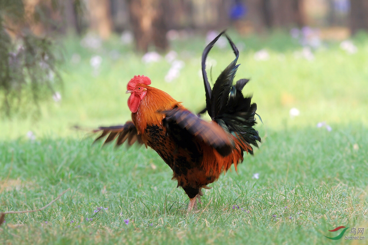 大公鸡起舞