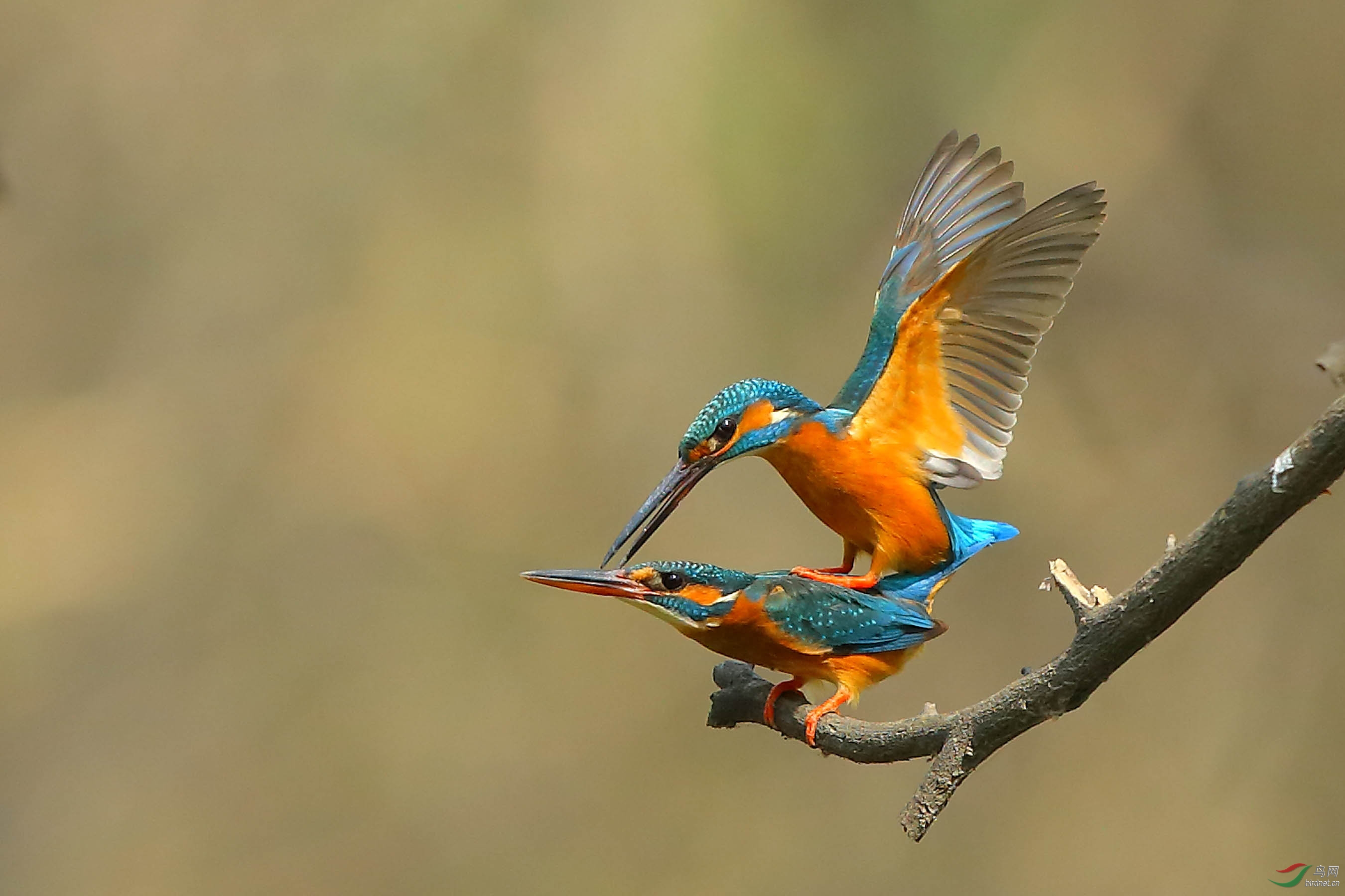翠鸟的幸福生活
