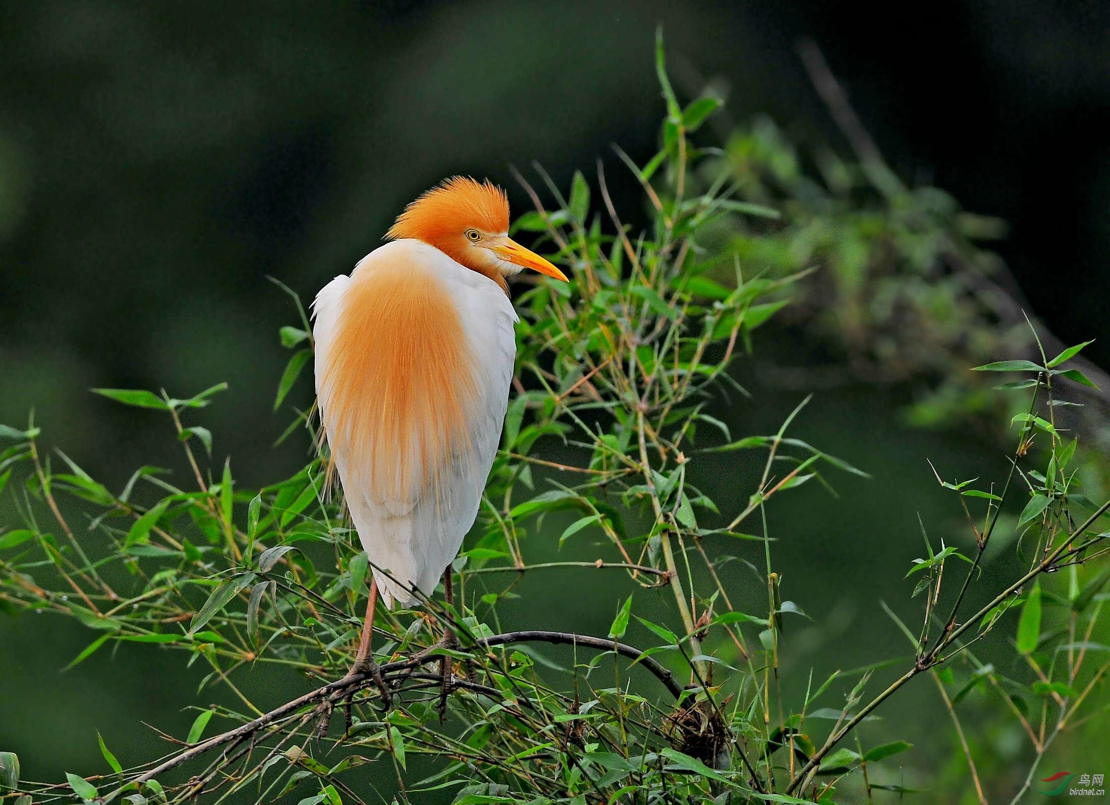 左顾右盼——等待伴侣的牛背鹭 - 内蒙古版 neimenggu 鸟网