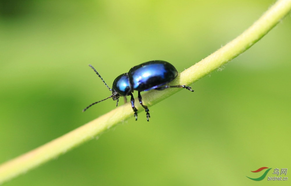 西山唧唧美放歌 《虫虫集锦一》