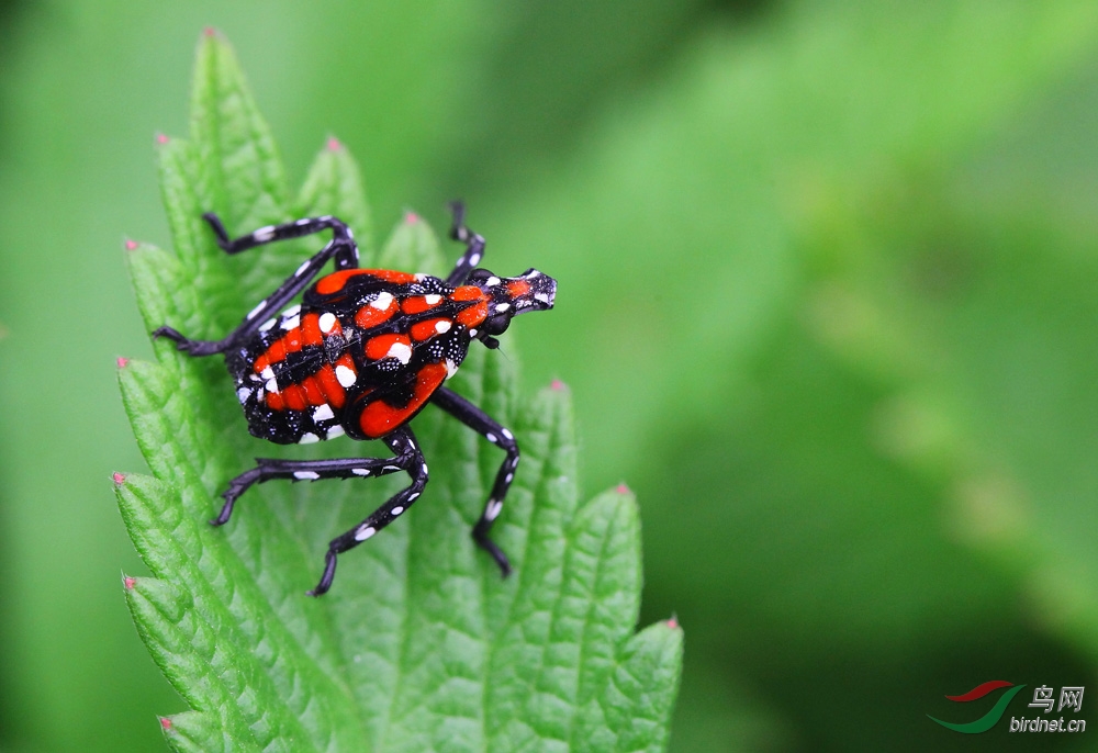 西山唧唧美放歌 《虫虫集锦一》