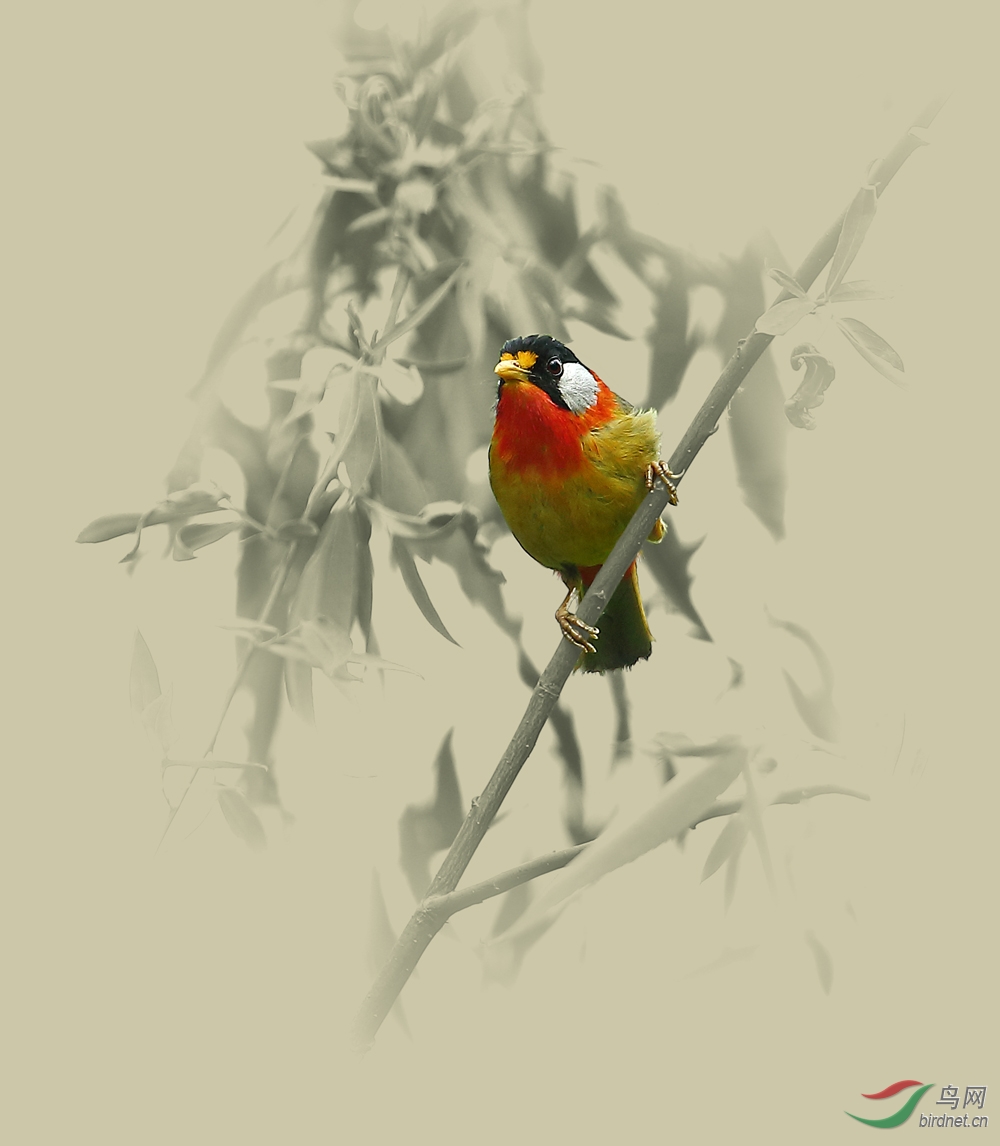 奥森相思入画来