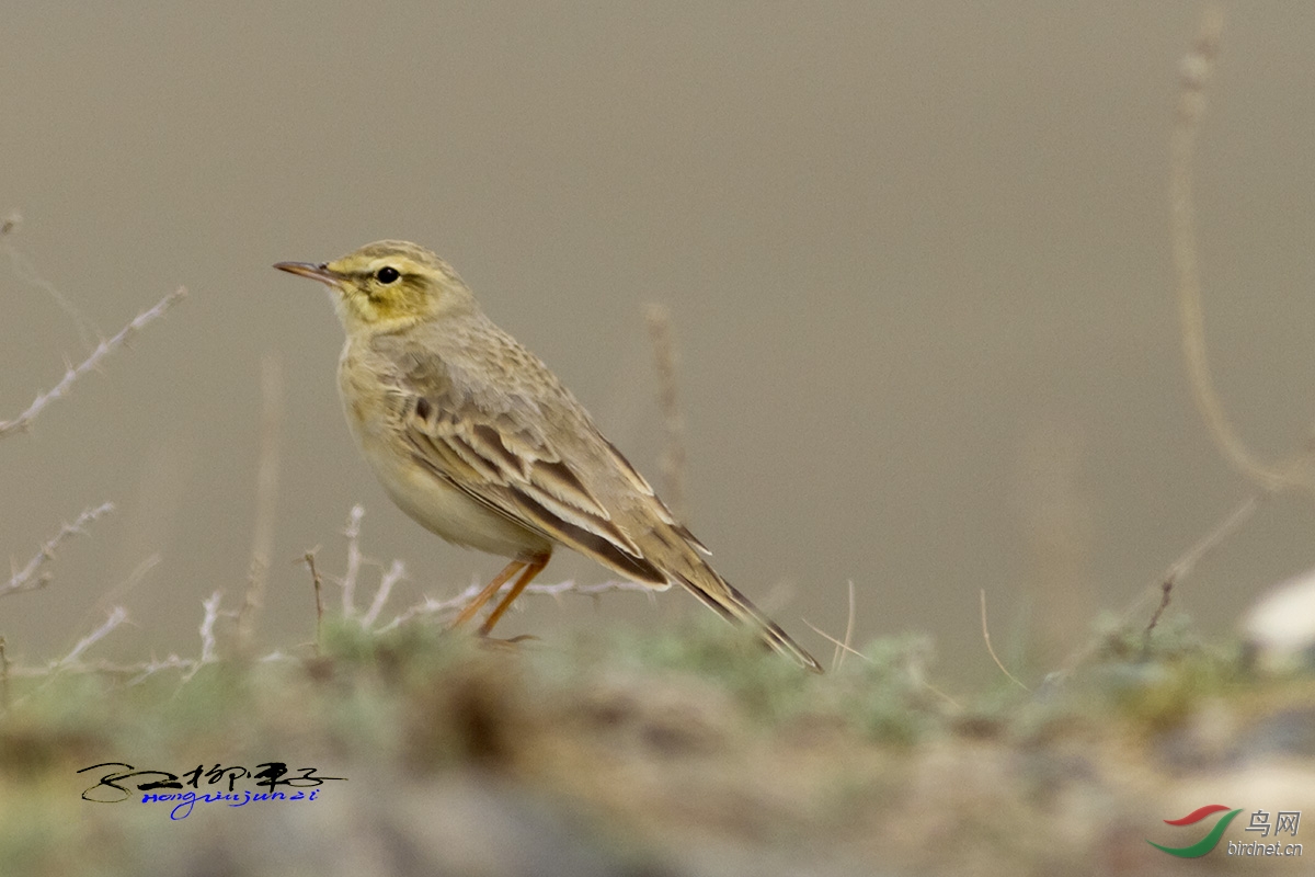 偶遇平原鹨 - 新疆版 xinjiang 鸟网