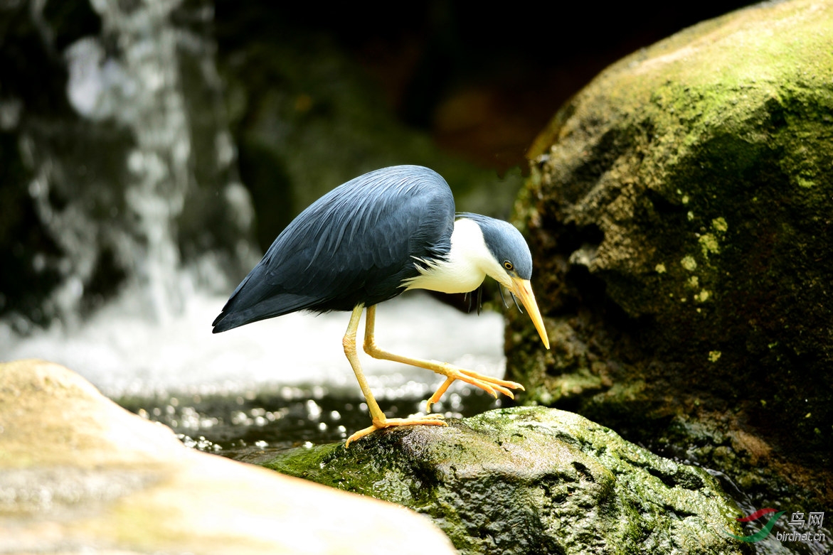 【少见的斑鹭】