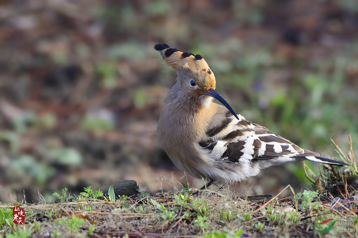 戴胜一组 - 林鸟版 鸟网