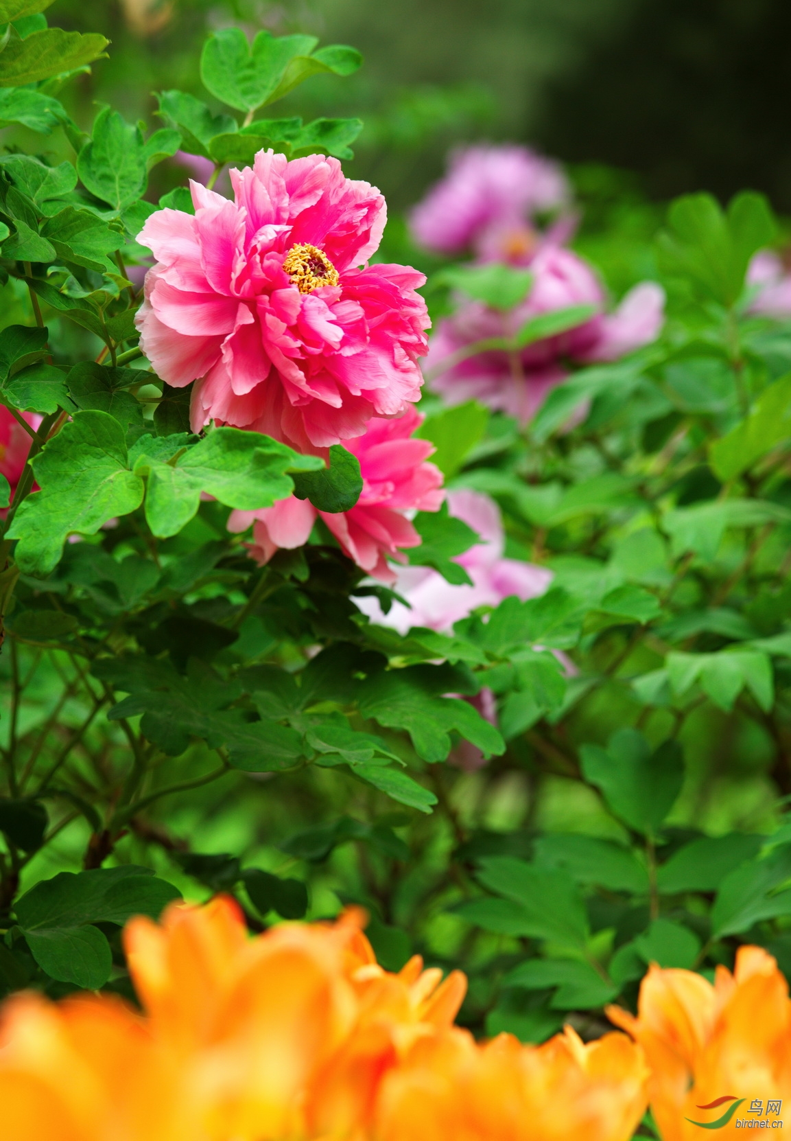 中山公园的牡丹花