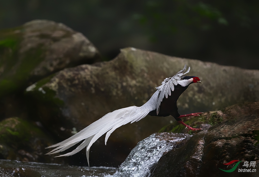 古田山的"白凤凰" - 浙江版 zhejiang鸟网