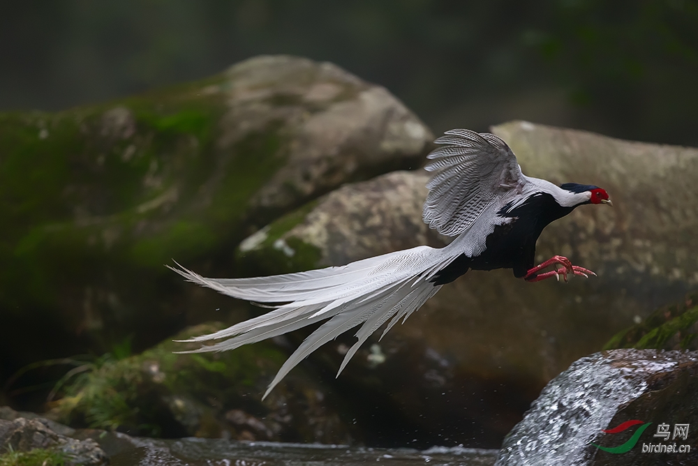 古田山的"白凤凰"