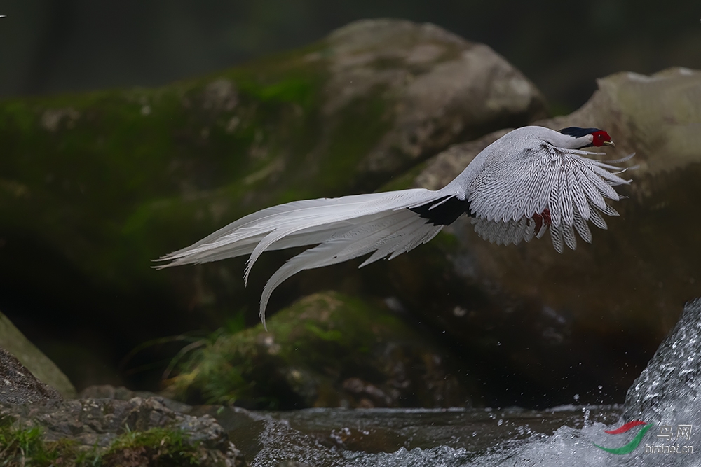 古田山的"白凤凰"