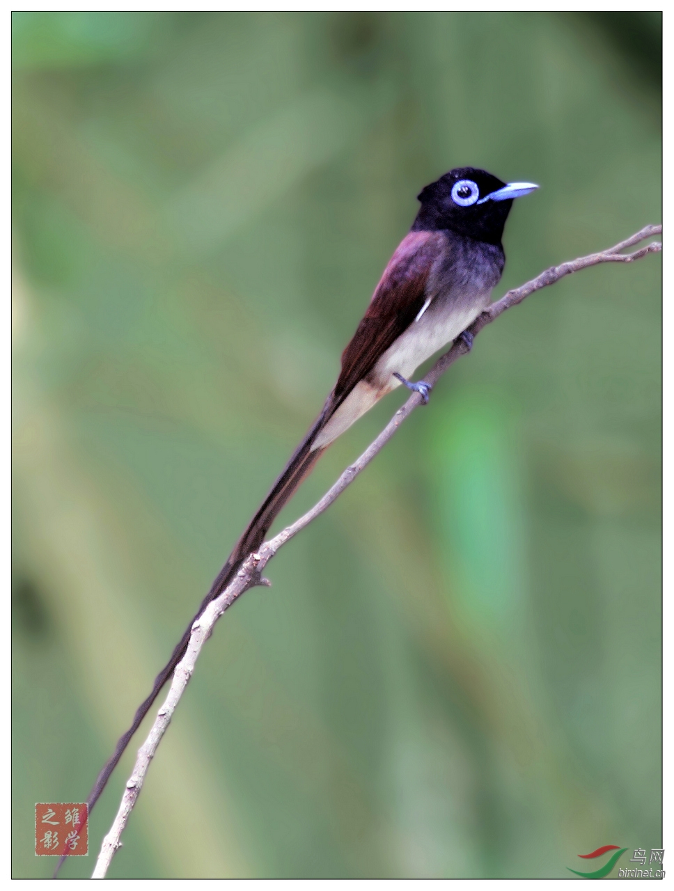 (紫寿带)紫寿带 - 广东版 guangdong 鸟网