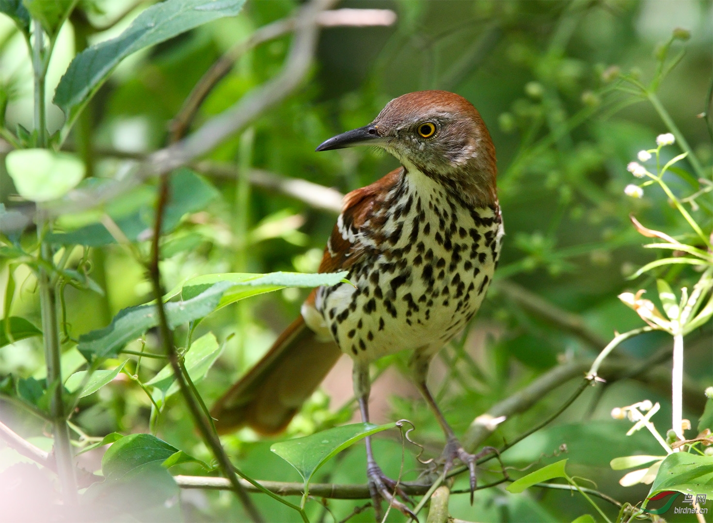 brown thrasher 棕色长尾莺.jpg