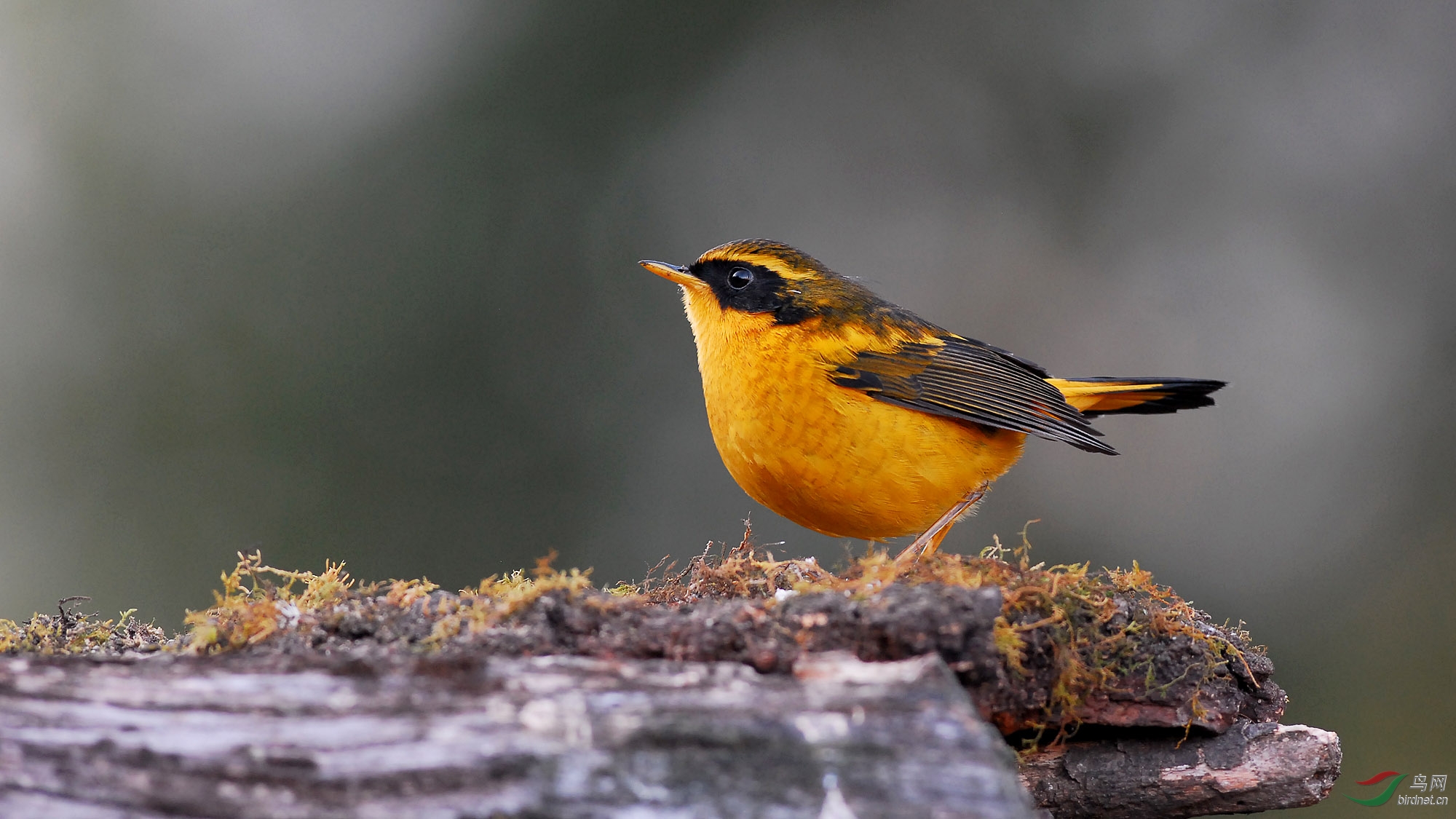 金色林鸲金色林鸲