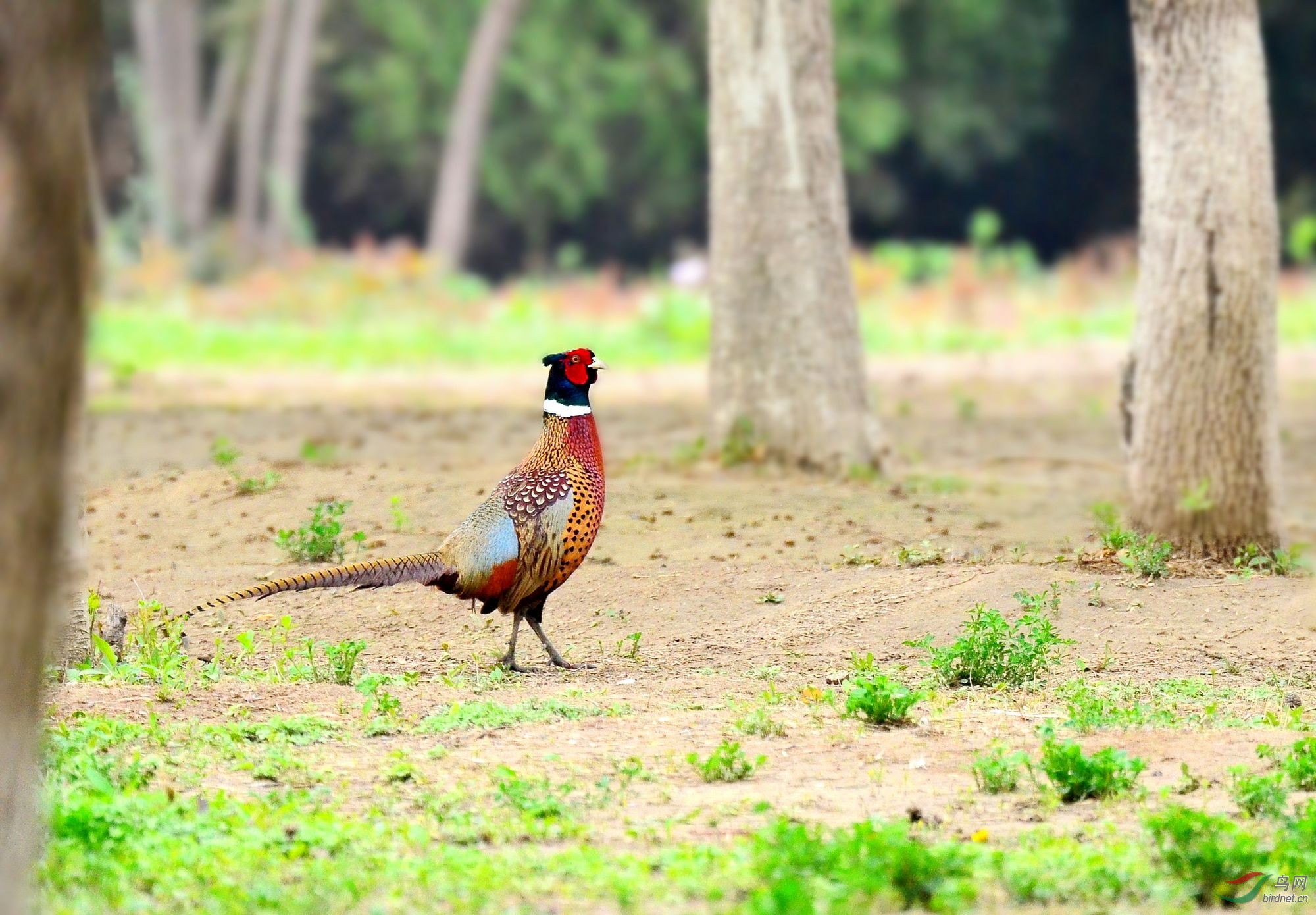 高傲的环颈雉鸡