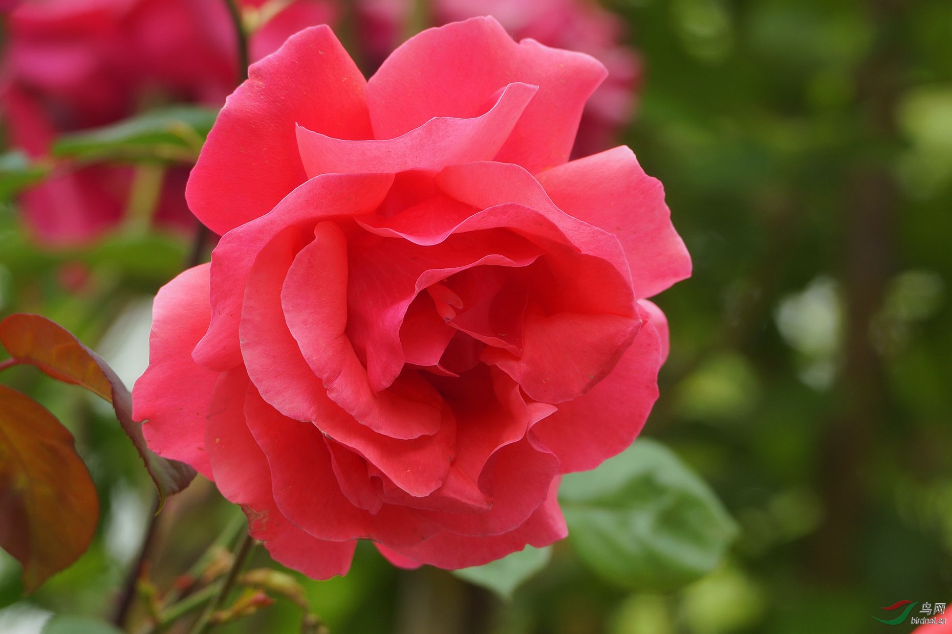 月季花