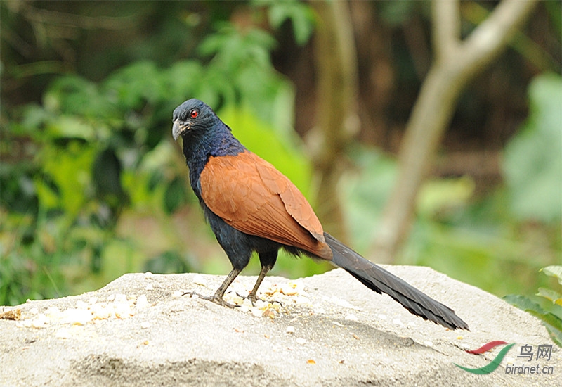 毛鸡(求教鸟名)