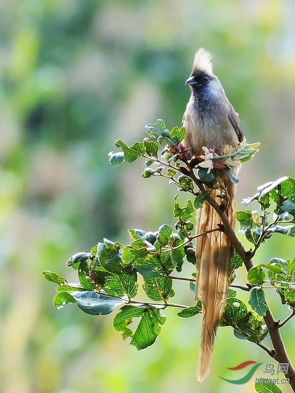 ����������̹ɣ����